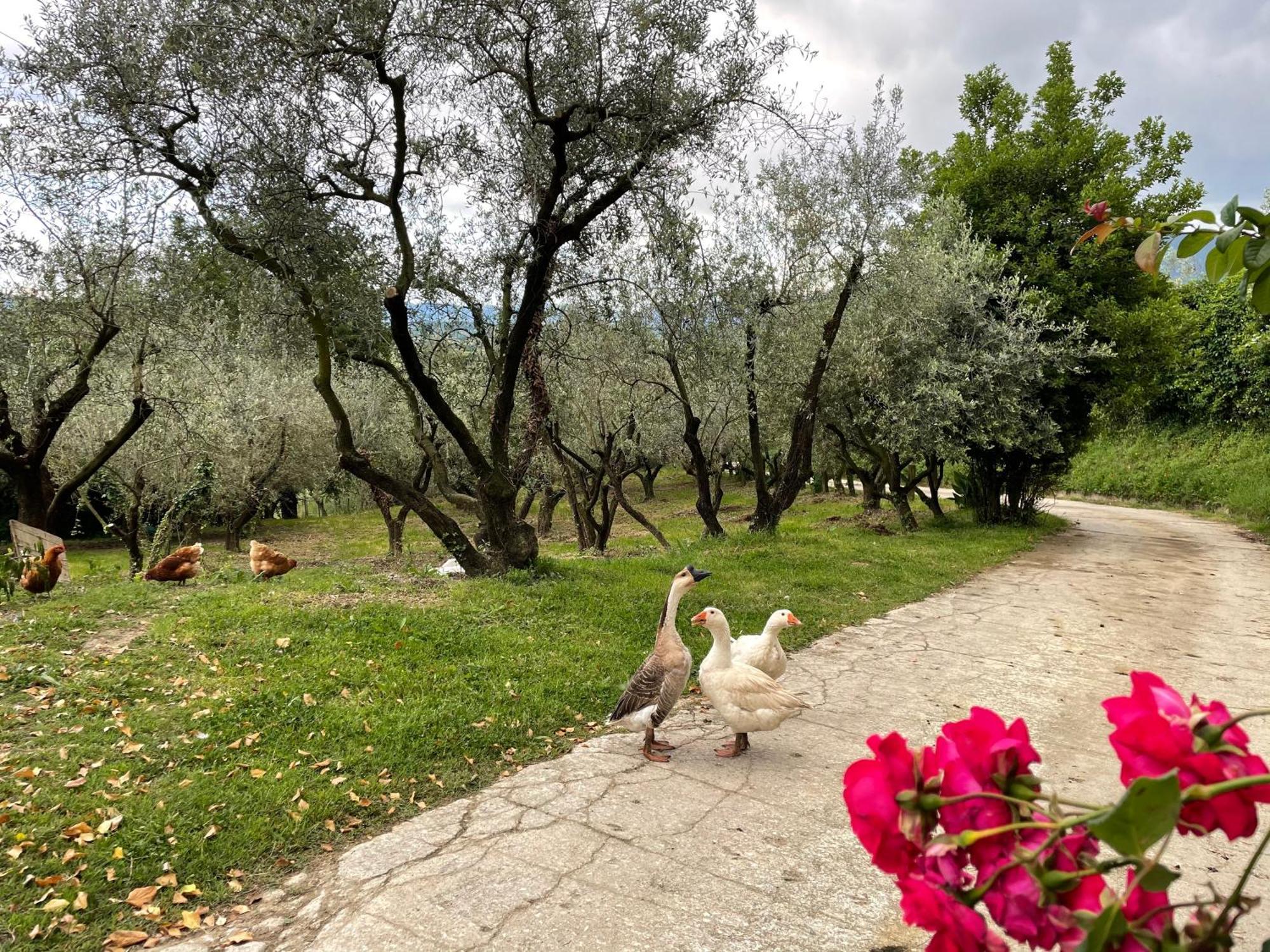 Agriturismo Torre Ercolana Анани Екстериор снимка