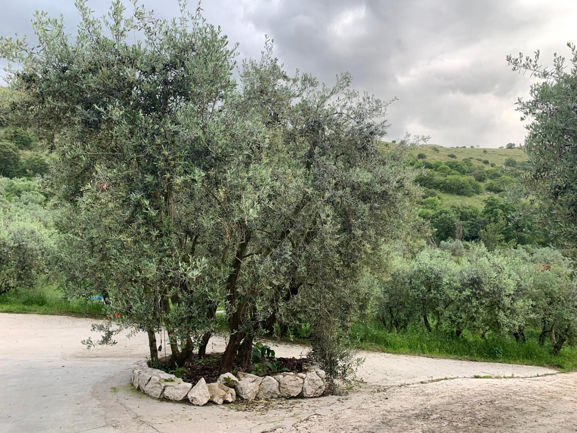 Agriturismo Torre Ercolana Анани Екстериор снимка